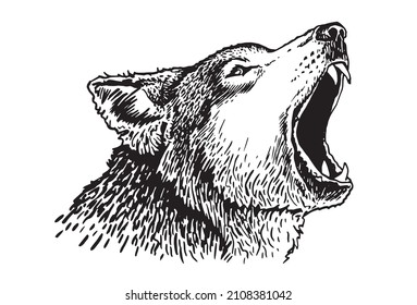 Graphical portrait of wolf on white background,vector illustration