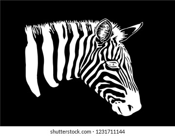 Graphical portrait of zebra isolated on black background, vector engraved illustration