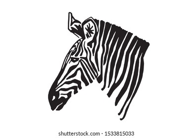 Graphical portrait of zebra isolated on white background,vector illustration
