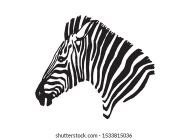 Graphical portrait of zebra isolated on white background,vector illustration