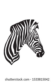 Graphical portrait of zebra isolated on white background,vector illustration