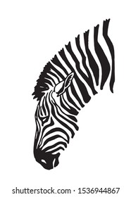 Graphical portrait of zebra isolated on white background,vector illustration