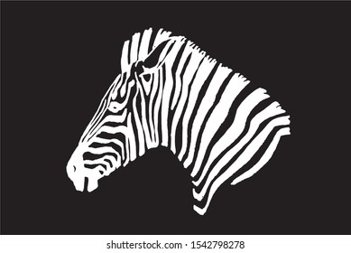 Graphical portrait of zebra isolated on black background,vector engraved illustration