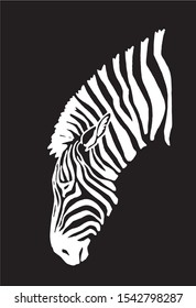 Graphical portrait of zebra isolated on black background,vector engraved illustration