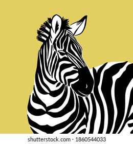 Grafisches Portrait von Zebra einzeln auf weißem Hintergrund, Vektorgrafik zum Drucken. Schwarz-Weiß-Streifen.