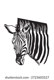 Retrato gráfico de zebra isolado em branco, ilustração vecor