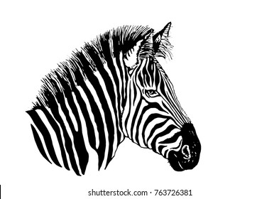 Graphical portrait of zebra isolated on white background,vector illustration