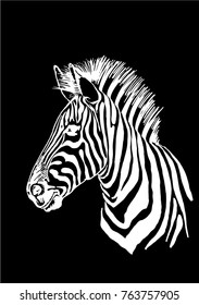 Graphical portrait of zebra isolated on black background,vector illustration