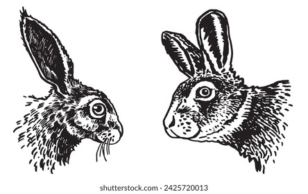 Graphical portraits of bunny on white background,vector illustration. Rodent 