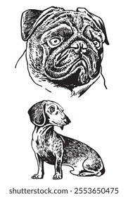 Graphical portraits of dachshund dog and  bulldog on whte background, vector illustration