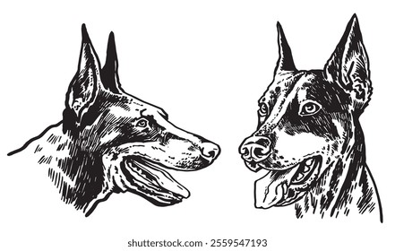 Graphical portraits of Dobermann dog on white background,vector illustration	