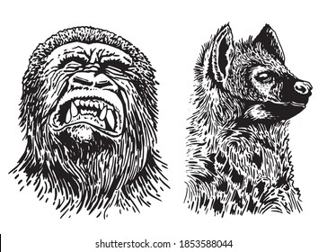 Graphical portraits of gorilla and hyena isolated on white background, vector