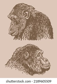 Graphical  portraits of monkeys on sepia background, vector engraved illustration. 