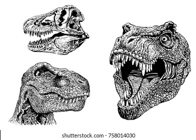 Graphical portraits of tyrannosaur and skull isolated on white background,vector illustration