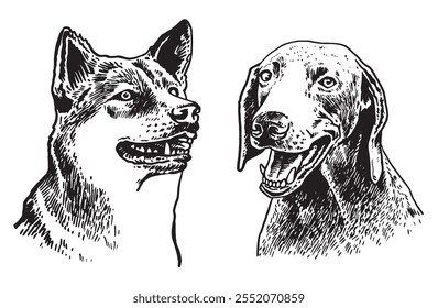 Graphical portraits of Weimaraner dog and shiba inu dog on whte background, vector illustration	