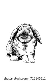 Graphical rabbit sitting isolated on white background,vector