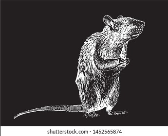 Graphical rat  isolated on black, vector engraved illustration