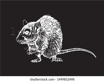 Graphical  rat isolated on black background,vector engraved illustration for coloring books
