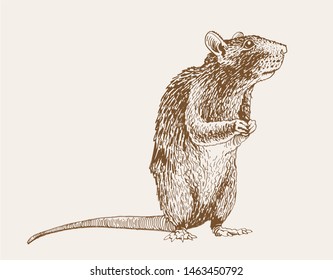Graphical rat,vintage illustration for printing ,rodent