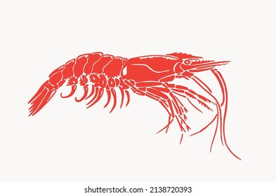 Graphical red shrimp ,vector sea-food color elements