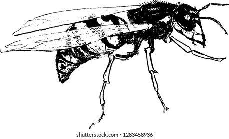 graphical representation of the wasp