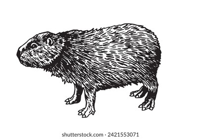 Graphical rodent capybara isolated on white background, vector illustration