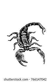 Graphical scorpion isolated on white background,vector illustration for tattoo and printing