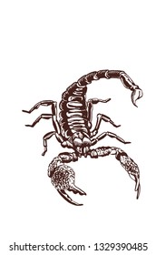 Graphical scorpion, vintage illustration,retro sketch