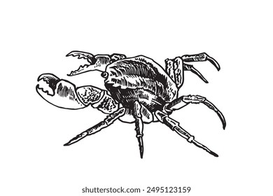 Graphical  sea crab isolated on white background, seafood, vector illustration