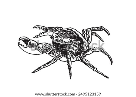 Graphical  sea crab isolated on white background, seafood, vector illustration