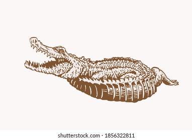 12,476 Vintage alligator Images, Stock Photos & Vectors | Shutterstock