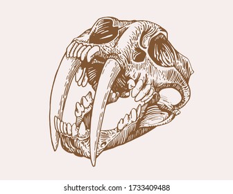 Graphical sepia illustration skull saber  toothed tiger   vector smilodon