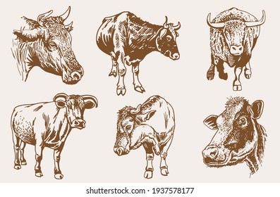 Graphical  sepia set of cows,vintage background,vector illustration	