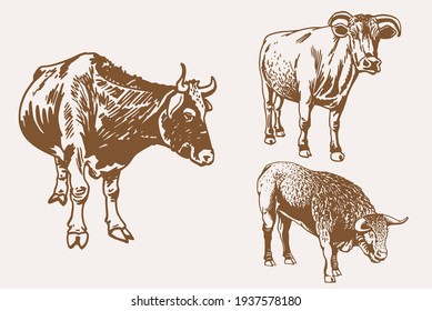 Conjunto de sepia gráfica de vacas,fondo vintage,ilustración vectorial	