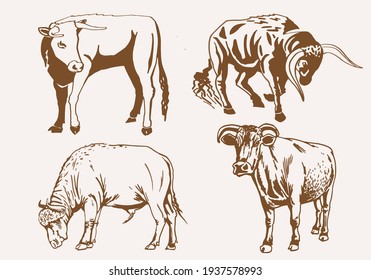 Graphical  sepia set of cows,vintage background,vector illustration	