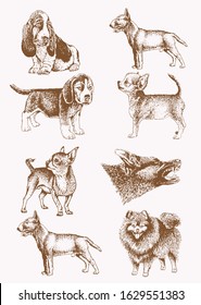 Graphical sepia set of dogs,vector illustration