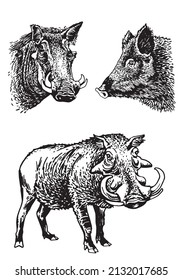 Graphical set of  african wild hogs isolated on white,vector elements,boars
