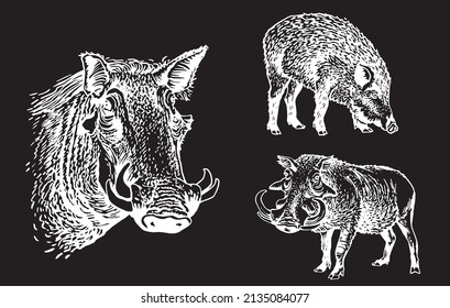 Graphical set of  african wild hogs isolated on black,vector engraved elements,boars