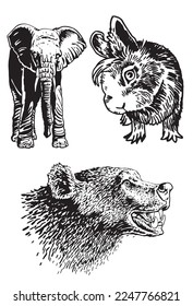 Graphical set of animals isolated on white background,vector illustration. Zoology