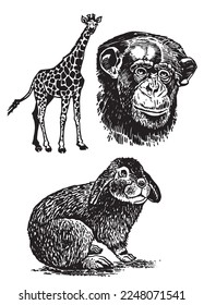 Graphical set of animals isolated on white background,vector illustration. Zoology