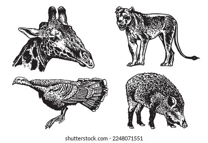 Graphical set of animals isolated on white background,vector illustration. Zoology