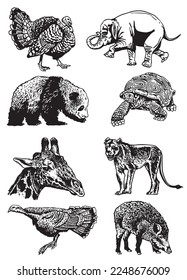 Graphical set of animals isolated on white background,vector illustration. Zoology