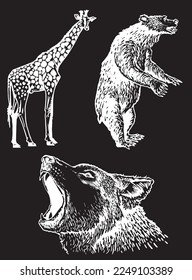 Graphical set of animals isolated on black background,vector engraved illustration. Zoology