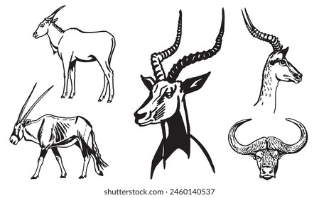 Graphical set of antelopes and bull head on white background,vector illustration