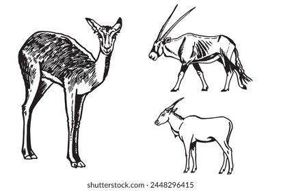 Graphical set of antelopes on white background, vector illustration, savanna animal.	