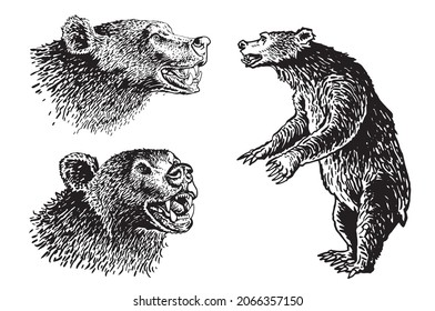 Graphical set of bears isolated on white background,vector illustration