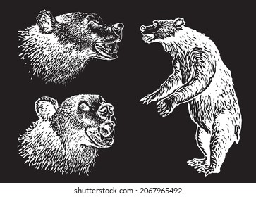 Graphical set of bears isolated on black background,vector illustration
