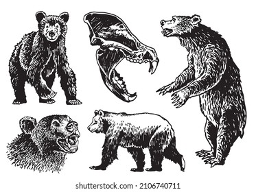 Graphical set of bears isolated on white background, vector elements of grizzly bear