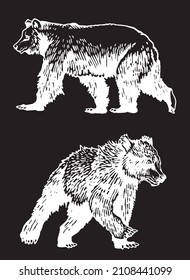 Graphical  set of bears isolated on black background, vector elements of grizzly bear