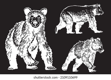 Graphical  set of bears isolated on black background, vector elements of grizzly bear